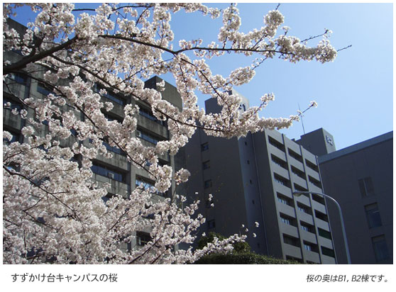 すずかけ台キャンパスの桜　桜の奥はB1、B2棟です。