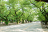 大岡山キャンパス本館前桜並木　桜の新緑が爽やかです。