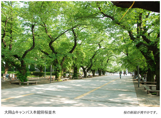 大岡山キャンパス本館前桜並木　桜の新緑が爽やかです。