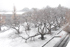 大岡山キャンパスの雪景色　本館前ウッドデッキ。桜の見事な枝振りがわかります。