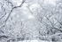 大岡山キャンパスの雪景色　本館前桜並木。枝に雪が積もり、幻想的な風景です。