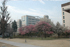 大岡山キャンパスの梅　紅梅と白梅が満開で、その奥に西8号館が見えます。