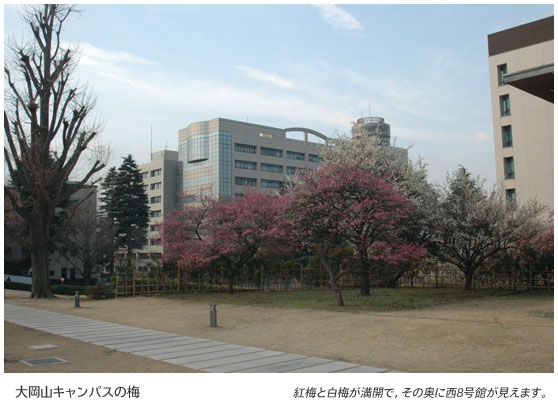 大岡山キャンパスの梅　紅梅と白梅が満開で、その奥に西8号館が見えます。