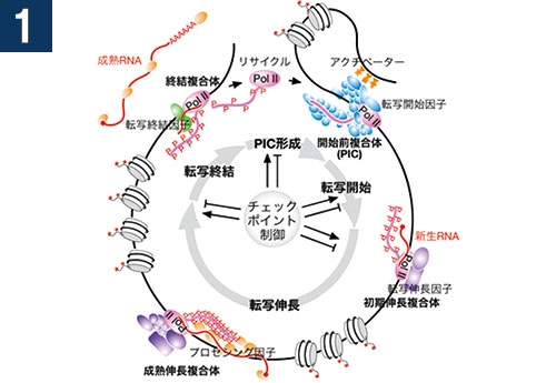 1.ゲノム発現制御機構