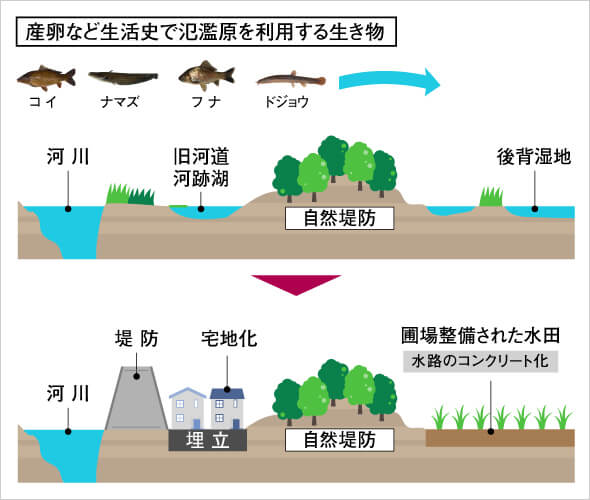 産卵など生活史で氾濫原を利用する生き物