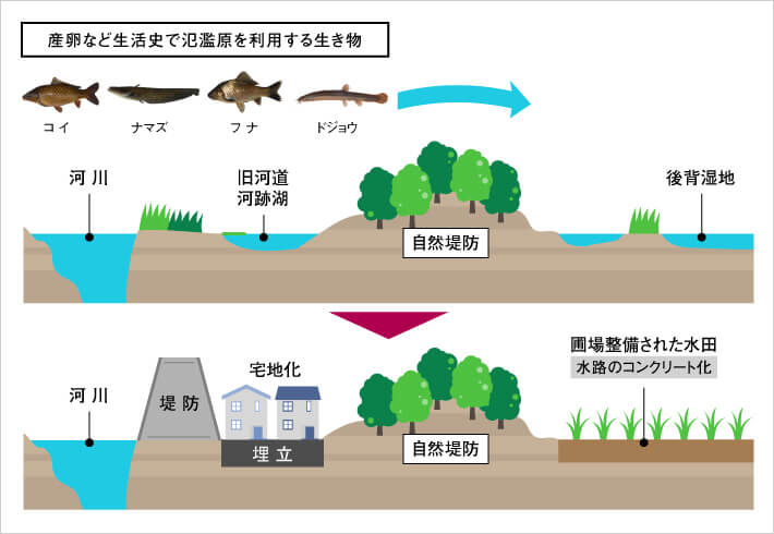 産卵など生活史で氾濫原を利用する生き物