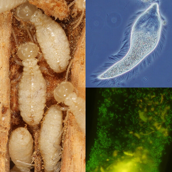 シロアリ（左）とシロアリの体内に住んでいる微生物（右）