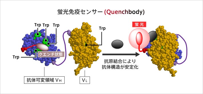 Q-body：●抗原結合により蛍光が強まる抗体 ●サンプルと混合するだけで抗原を高感度に蛍光検出できる。