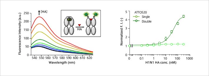 Anti-Influenza H1N1 Q body （MasQ by 生命理工 B3）：サンプルと混合するだけで nM レベルの HA 抗原を蛍光検出できた。