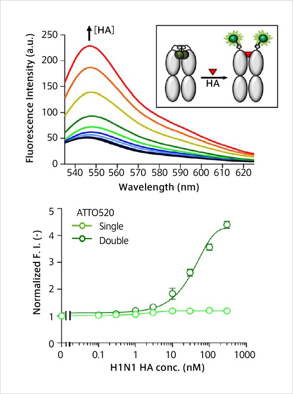 Anti-Influenza H1N1 Q body （MasQ by 生命理工 B3）：サンプルと混合するだけで nM レベルの HA 抗原を蛍光検出できた。