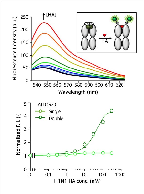 Anti-Influenza H1N1 Q body （MasQ by 生命理工 B3）：サンプルと混合するだけで nM レベルの HA 抗原を蛍光検出できた。