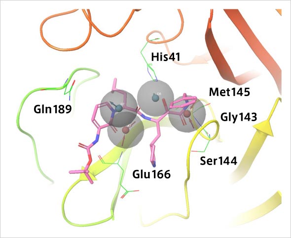 SARS-CoV-2のメインプロテアーゼと医薬品候補であるα-ケトアミド阻害剤に関して、本研究でモデリングしたファーマコフォアへの適合を検証。α-ケトアミドはペプチド様の化合物でウイルスのメインプロテアーゼ活性を阻害することが知られている。SARS-CoV-2のメインプロテアーゼとα-ケトアミドが相互作用することが推測されており、この図のようにファーマコフォアモデルで相互作用する化合物を捜すことで、SARS-CoV-2の治療薬候補を見出すことが可能と考えられる。