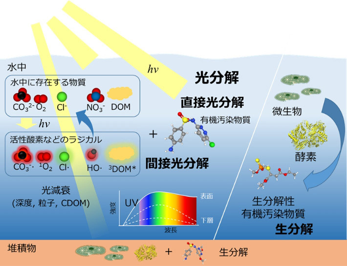 水環境における有機化合物の分解プロセス。光化学反応と細菌による生分解があり、光化学反応には直接的光分解とラジカル※1を介した間接的光分解に分けられる。（Zhongyu Guo, et al., Water Research. (2022)より、和訳のため一部改変）