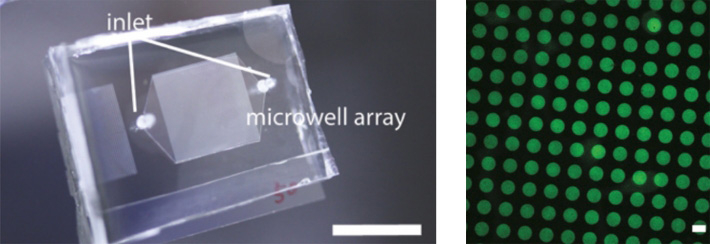 マイクロ流路外観（左）。マイクロ流路は、透明なシリコーンゴムやガラスの薄い基板の中に、マイクロメートルの幅の微細な流路やウェル（くぼみ）（右）が形成されているプレートのこと。この中にDNAを含む溶液を流すことで、細胞サイズの大きさの分子ロボットや人工細胞を作製できる。