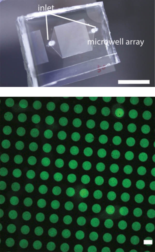マイクロ流路外観（上）。マイクロ流路は、透明なシリコーンゴムやガラスの薄い基板の中に、マイクロメートルの幅の微細な流路やウェル（くぼみ）（下）が形成されているプレートのこと。この中にDNAを含む溶液を流すことで、細胞サイズの大きさの分子ロボットや人工細胞を作製できる。