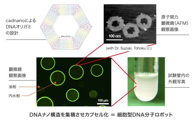 DNAオリガミはDNAが自己組織化によって折り畳まれた6角形をしている。それらがさらに自己組織的に勝手に重なり合うことでカプセルを作っている。DNAオリガミの直径は100ナノメートル、カプセルの直径は100マイクロメートル。