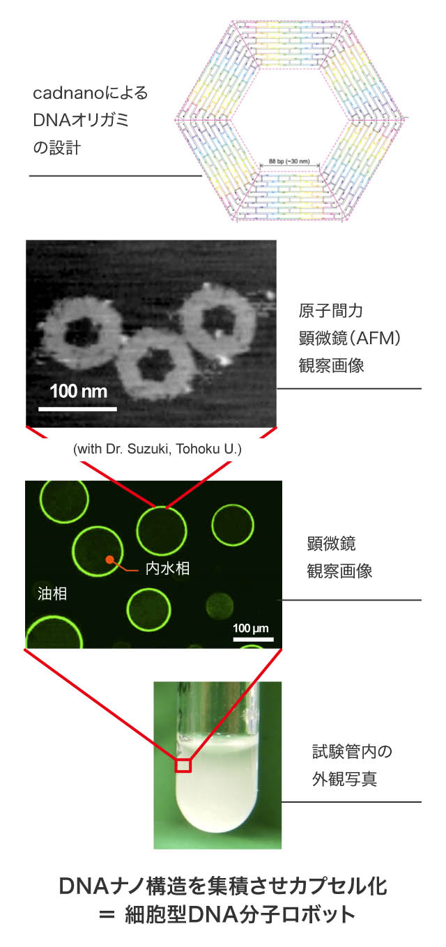 DNAオリガミはDNAが自己組織化によって折り畳まれた6角形をしている。それらがさらに自己組織的に勝手に重なり合うことでカプセルを作っている。DNAオリガミの直径は100ナノメートル、カプセルの直径は100マイクロメートル。