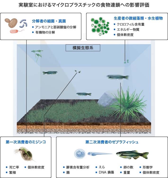 実験室におけるマイクロプラスチックの食物連鎖への影響評価