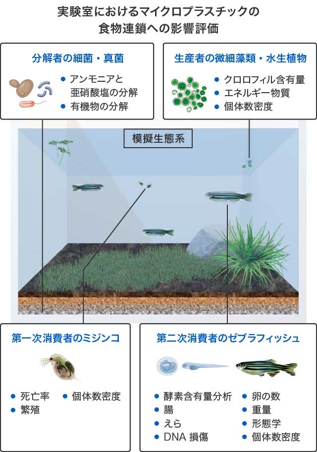 実験室におけるマイクロプラスチックの食物連鎖への影響評価