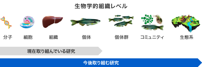 現在取り組んでいる研究、今後取り組む研究