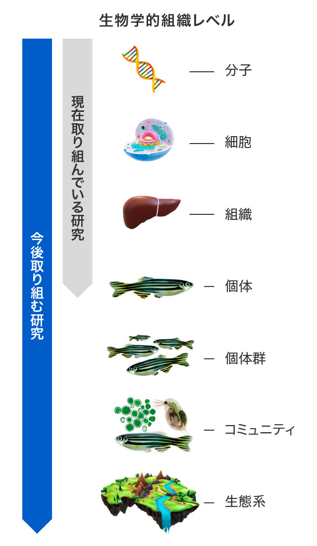 現在取り組んでいる研究、今後取り組む研究