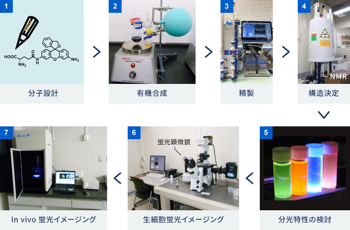 神谷研究室のプローブの研究開発の流れは次の通り。まず、目的に応じて、プローブの分子構造を設計する。次に、設計に基づき化合物を合成する。合成したものの中から、欲しい化合物だけを取り出す精製をする。さらに、目的の化合物ができているかを、核磁気共鳴装置（NMR）や質量分析装置（MS）を使って解析する。そして、目的通りの特性を有しているかを評価する。最後にがん細胞やがんモデルマウスなどに適用・投与してイメージングし確認する。このサイクルを何度も回しながら、目的の特性を持つ蛍光プローブを得る。