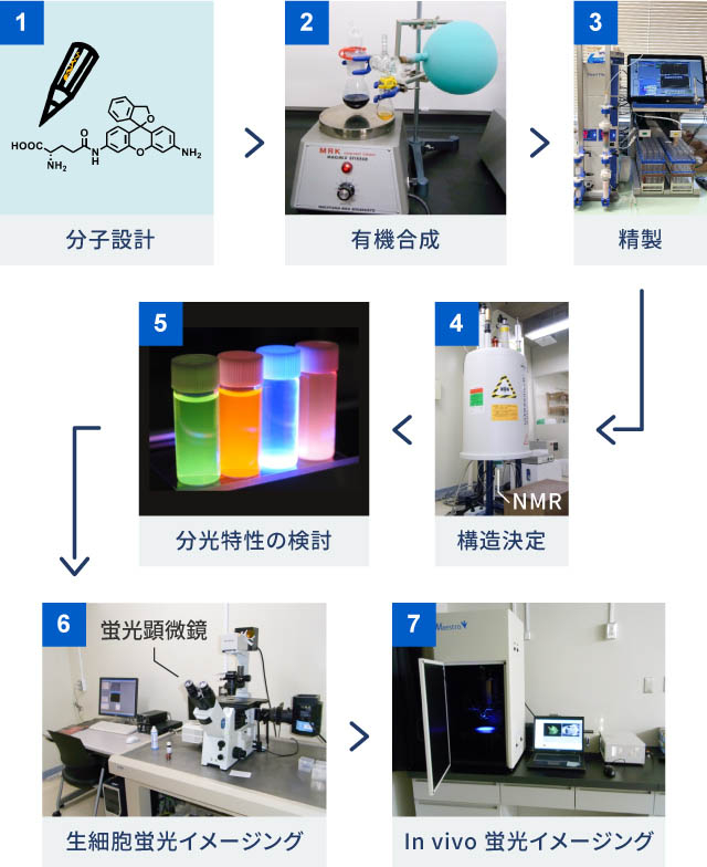 神谷研究室のプローブの研究開発の流れは次の通り。まず、目的に応じて、プローブの分子構造を設計する。次に、設計に基づき化合物を合成する。合成したものの中から、欲しい化合物だけを取り出す精製をする。さらに、目的の化合物ができているかを、核磁気共鳴装置（NMR）や質量分析装置（MS）を使って解析する。そして、目的通りの特性を有しているかを評価する。最後にがん細胞やがんモデルマウスなどに適用・投与してイメージングし確認する。このサイクルを何度も回しながら、目的の特性を持つ蛍光プローブを得る。