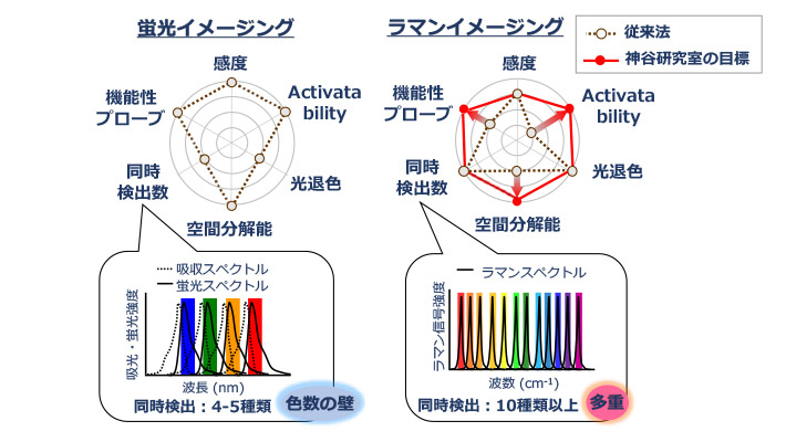 蛍光イメージングに比べてラマンイメージングの方が同時に検出できる分子の種類が多いというメリットがある。