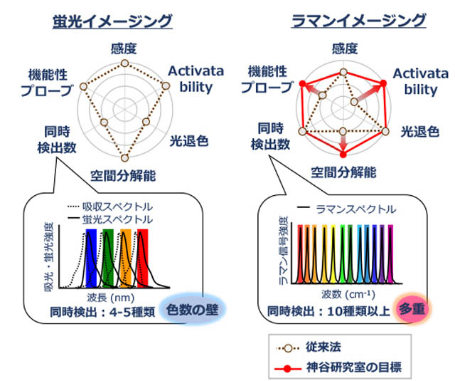 蛍光イメージングに比べてラマンイメージングの方が同時に検出できる分子の種類が多いというメリットがある。