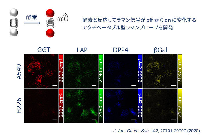 2020年、東京大学 先端科学技術研究センターの小関泰之教授との共同研究により、アクチベータブル型のラマンプローブの開発に初めて成功。ここでは、4種類のラマンプローブ（GGT、LAP、DPP4、βGal）を使って、2種類の肺がん（A549とH226）の酵素活性を見ている。このように、同時に観察できる酵素の種類や活性パターンが増えることで、より精密ながん診断ができるようになると期待される。