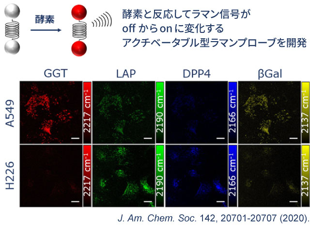 2020年、東京大学 先端科学技術研究センターの小関泰之教授との共同研究により、アクチベータブル型のラマンプローブの開発に初めて成功。ここでは、4種類のラマンプローブ（GGT、LAP、DPP4、βGal）を使って、2種類の肺がん（A549とH226）の酵素活性を見ている。このように、同時に観察できる酵素の種類や活性パターンが増えることで、より精密ながん診断ができるようになると期待される。