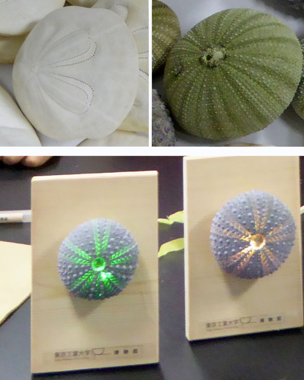 オンライン親子科学教室「ウニの殻を観察し、ランプに変身させよう」