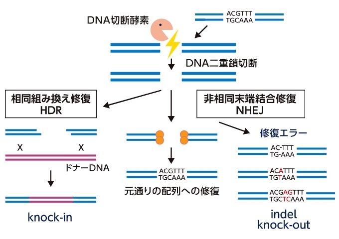 「DNA修復の仕組み」で見るゲノム編集の基本原理