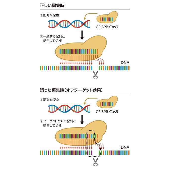 目下の課題「オフターゲット効果」