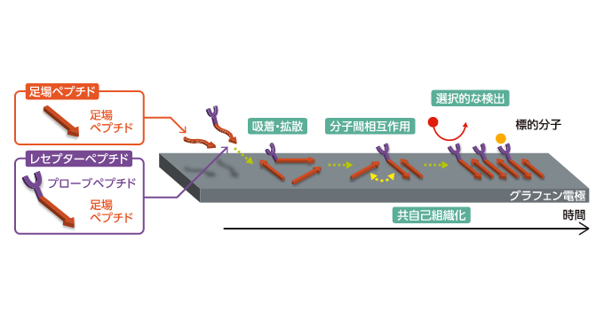 「グラフェンの表面」から見る匂い分子検出の仕組み