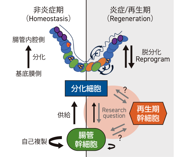 腸管幹細胞は分化細胞を供給しながら自己複製を行う。