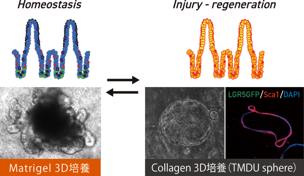 東京医科歯科大学発のオルガノイド培養技術の活用により、炎症と再⽣の可塑性を再現した。