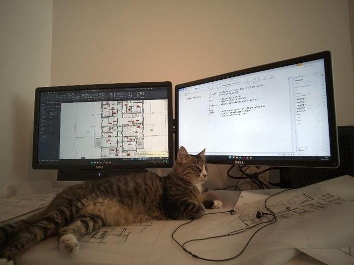 Image 3. Working with cats