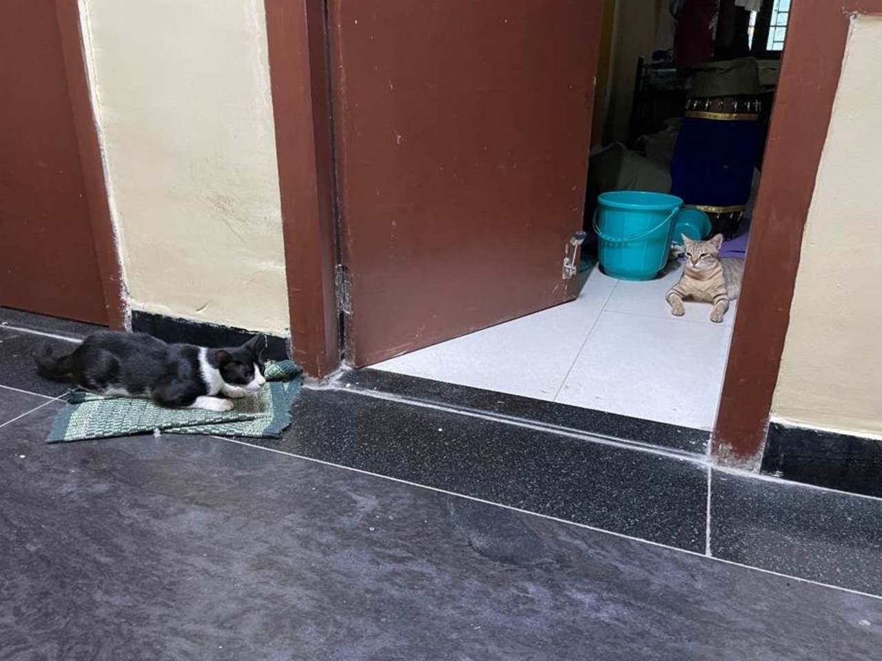 妊娠中の母猫（茶トラ）とオモチャ好きな子猫（白黒）仲は悪い。 最後の1か月は寝るときに扉をあけっぱなしにしておき、猫に朝起こしにきてもらっていた。