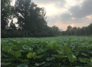 Asia-Oceania Top University League on Engineering (AOTULE) 清華大学 2019年7月～9月