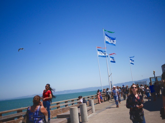 サンフランシスコの Pier39 で　撮った写真。 アザラシがたくさんいました。